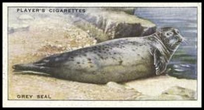 19 Grey Seal